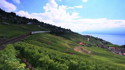 Fast train passing vineyard 스톡 동영상 29620653