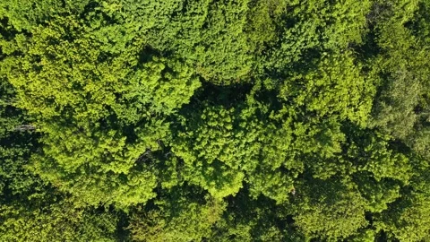 Fast Upward Drone Flight Over Dense Green Treetops in Summer Park Stock Footage 309762010