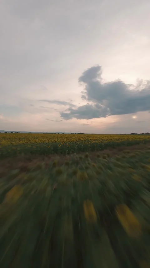 Fast vertical FPV drone flight over sunflower field at sunset in Sofia, Bulgaria Stock Footage 340898426
