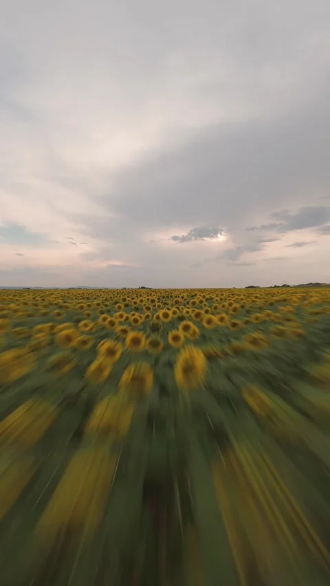 Fast vertical FPV drone flight skimming over sunflower field in Sofia, Bulgaria. Stock Footage 340898446