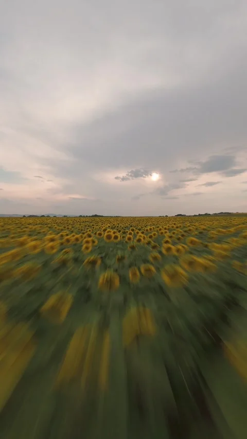 Fast vertical FPV drone flight skimming over sunflower field in Sofia, Bulgaria. Stock Footage 340898600
