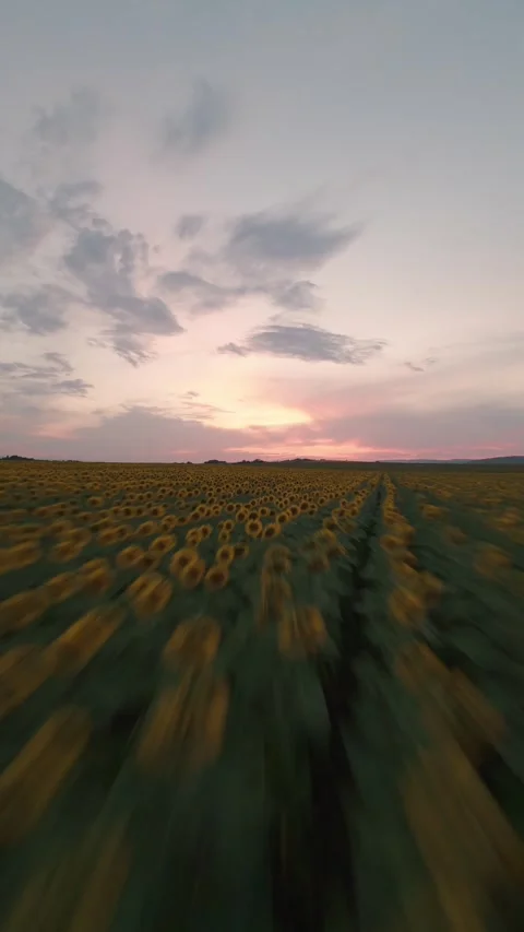 Fast vertical FPV drone flight along sunflower rows at sunset in Sofia, Bulgaria Stock Footage 340898700