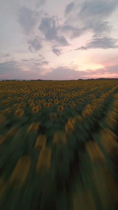 Fast vertical FPV drone flight over sunflower field at sunset in Sofia, Bulgaria Stock Footage 340898748