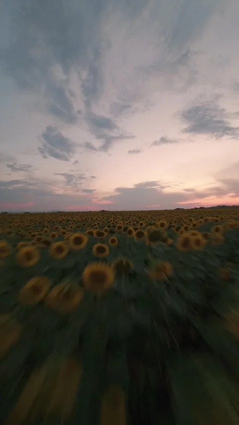 Fast vertical FPV drone flight over sunflower field at sunset in Sofia, Bulgaria Stock Footage 340898750