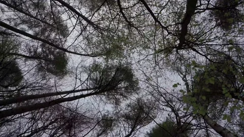Fast view through the canopy of an old woodland in overcast weather Vídeo Stock 240034603