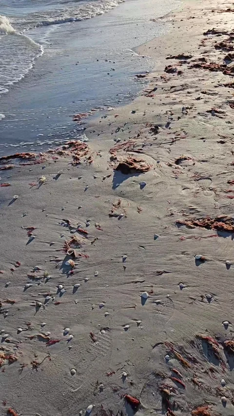 Fast walking beach with red algae and ocean waves vertical video 库存影片 330317314