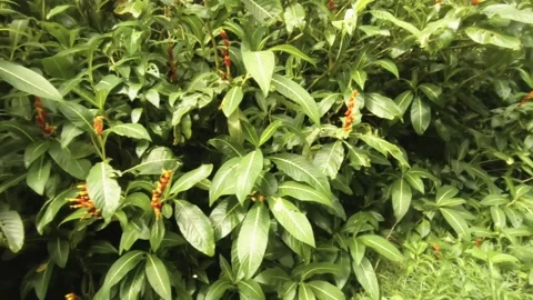 Fast walking close up horizontal pane view of Sanchezia nobilis Hawaiian tropica Stock Footage 245441996