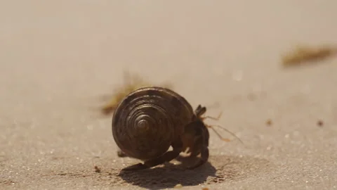 Fast-walking Hermit Crab On A Beach Stock Footage 236963535