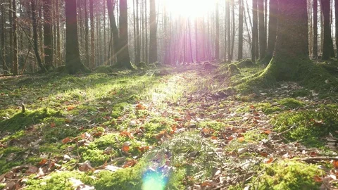Fast walking over mossy forest ground early spring 動画素材 110627980