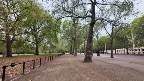 Fast walking tracking shot along The Mall footpath lined with plane trees Stock Footage 346678365