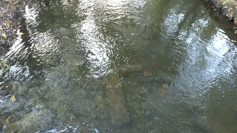 Fast water of a small stream Stock Footage 119103230