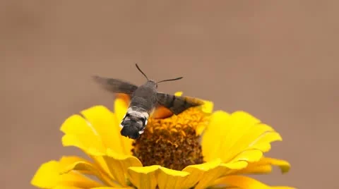 Fast wings butterfly drinking an yellow flower`s juice while flying Stock Footage 12302983