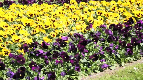 Fast "wiper" over flower bed Video stock 31903584