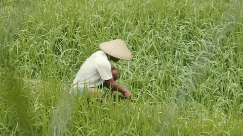 Fast work of the man working in the green rice terrace, natural rice production Stock Footage 98519783