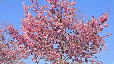 Fast zoom on branches of flowered cherry trees Stock Footage 92489927