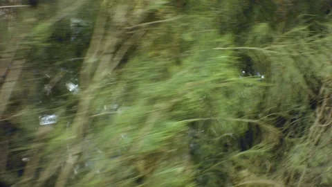 Fast zoom up close up walking of pine bush vegetation Stock-Footage 179513315