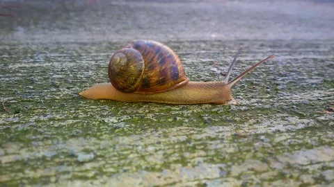 The fastest snail on Earth Stock Footage 95069941
