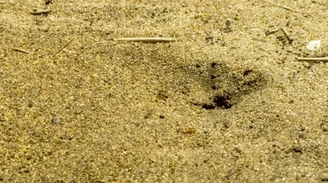 Fastidious worker ants building ant nest on sandy ground Stock Footage 63511436