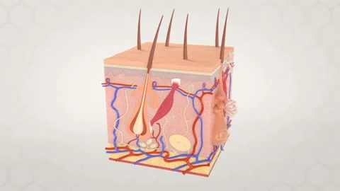 Fat Accumulation in the Skin Microscopic Representation Video stock 130784720
