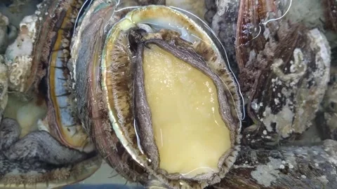 Fat and delicious abalone Stock Footage 289981341