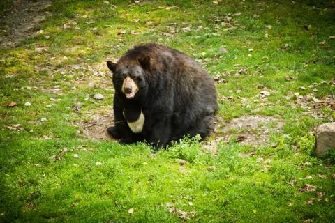Fat bear Stock Photos