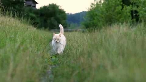 Fat beautiful cat walks on the grass and looks at the camera. Rustic landscape Stock Footage 246327889