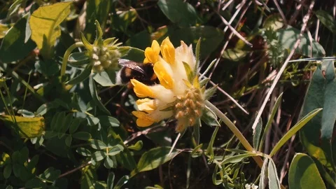 A fat bee pollinates a yellow flower Stockbeeldmateriaal 91831978