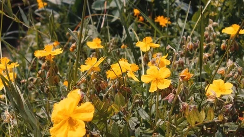 A fat bee pollinates a yellow flower Stockbeeldmateriaal 91832029