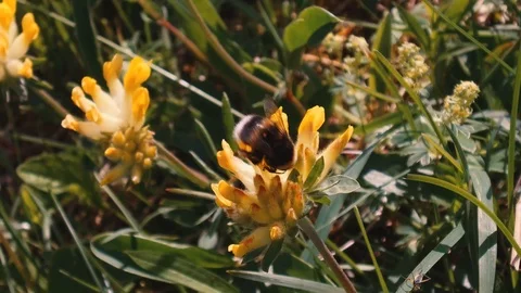 A fat bee pollinates a yellow flower Video stock 91832161