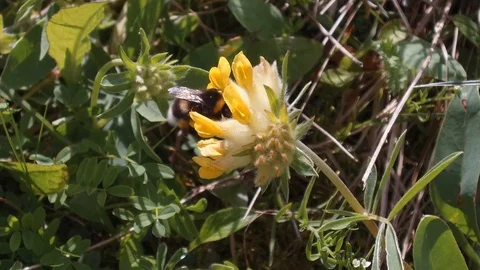 A fat bee pollinates a yellow flower Stockbeeldmateriaal 91832167