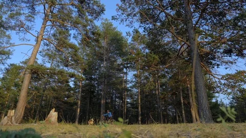 Fat bike also called fatbike or fat-tire bike in summer riding in the forest. Stock Footage