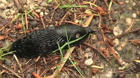 A Fat Black Slug Crawls on the Temperate Rainforest Floor (close-up timelapse) Stock Footage