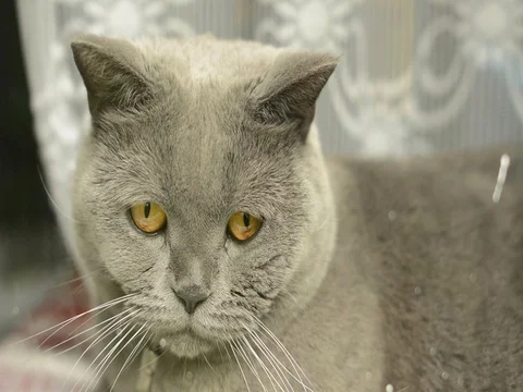 Fat Blue British cat lying on synthesizer keyboard. Big grey cat resting on 動画素材 78377519