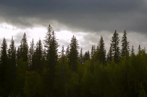 Fat blue clouds float in the afternoon over the Yakut spruce taiga in the Nor Stock-Fotos