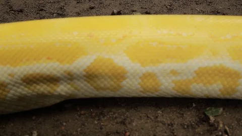 A fat body of a yellow burmese python crawling in the ground Video stock 124213490