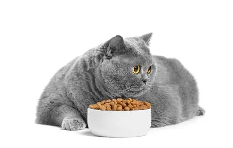 A fat British cat eats dry food from a bowl on a white background. Stock Photos