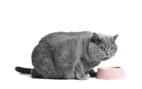 A fat British cat eats dry food from a bowl on a white background. Stock Photos