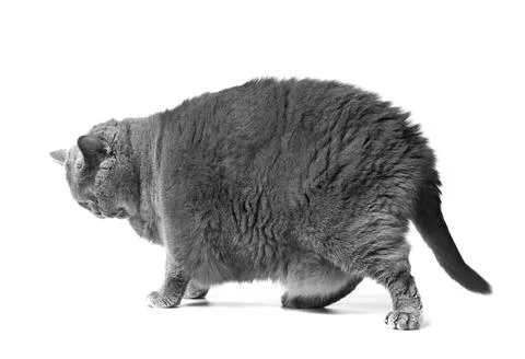 A fat British cat stands on a white background. Stock Photos
