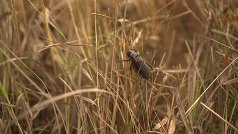 A fat brown beetle with large legs sits in dry grass close-up. Stock Footage 159834325