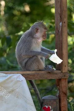 Fat brown monkey sitting and eating on the road Stock Photos