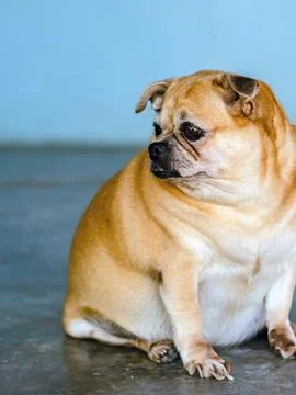 Fat brown old dog sit in front of the door and waiting for his owner to com.. Stock Photos