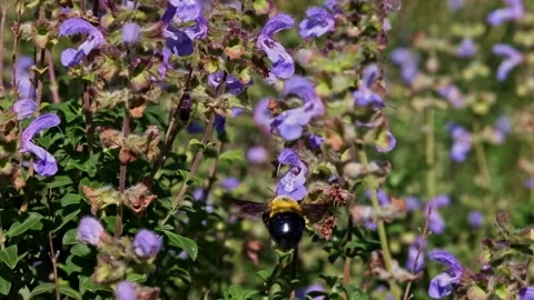 Fat bumble bee buzzing around wild purple fynbos flowers in South Africa Stock Footage 346555687
