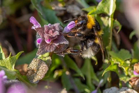 Fat bumblebee feeds on the nectar of a deadnettle Stock Photos