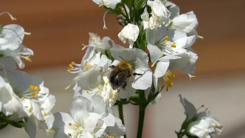 Fat bumblebee  is picking nectar Stock Footage 111289897