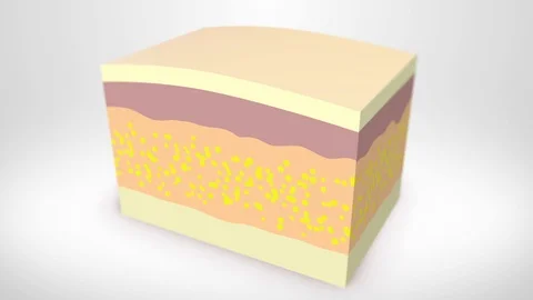 Fat burning under the skin 3D Stock Footage 105095328