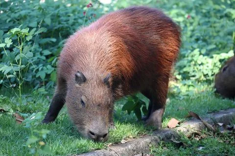 Fat Capybara, Hydrochoerus hydrochaeris, eats grass. Stock Photos