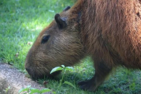 Fat Capybara, Hydrochoerus hydrochaeris, eats grass. Stock Photos