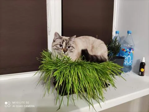 Fat cat basking in the grass Stock Photos
