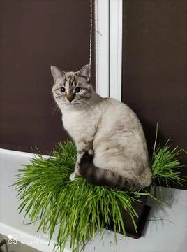 Fat cat basking in the grass Stock Photos