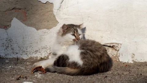 Fat cat is basking in the sun, but suddenly the little girl frightened him Stock Footage 81492148